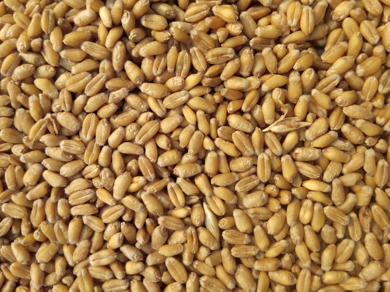 Agricultural commodities including grains and spices for export